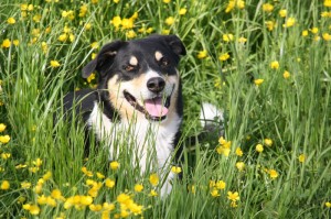 关于“哈狗游戏开挂软件”确实有挂