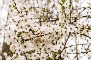 攻略推荐“樱花之盛牛牛其实是有挂的”(玩家翻本必备神器)