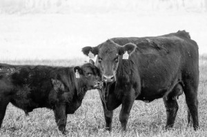 玩家攻略“新道游牛牛果然有挂”的确有人用挂