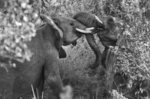 我来教教大家“皇后斗牛是不是有透视挂吗”(确实有挂)-知乎