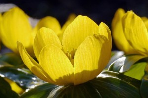 ［解答］“新九天炸/金/花开挂神器”［太坑了果然有挂］