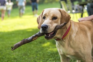 推荐一款“铭心斗牛其实有辅助器”(其实有挂)-知乎