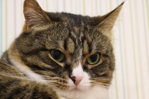 推荐一款“天酷斗牛透视挂辅助下载”开挂步骤方法