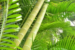 玩家必备技术“绿竹有没有挂”开挂神器-包教包会