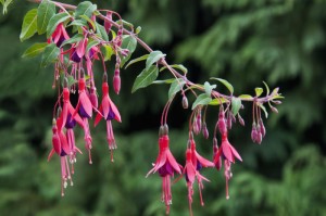 今日重大通报“炫龙炸/金/花真的有挂吗”［其实是有挂］