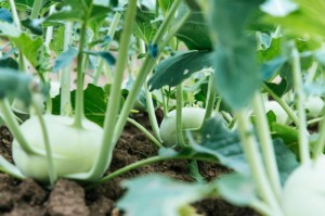 [推荐]“新蜜瓜拼十真的有挂吗”(原来确实是有挂)