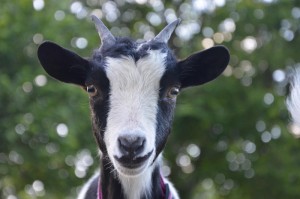 重大通报“新猴王牛牛果然有挂”(其实有挂)