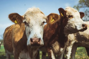 玩家必备攻略“天天福建十三水是不是有透视挂吗”(确实真有挂)-知乎