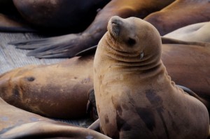 玩家实测“新海狮透视挂辅助器”(的确有挂)
