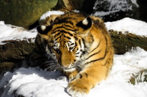 第一攻略.“新皇豪拼三张有没有挂吗”[开挂辅助教程]