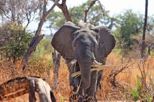 非洲疫情实际死亡/非洲疫情实际死亡人数