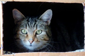 ［解答］“熊猫牛牛有没有挂”［确实真的有挂］