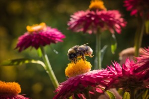 [解答]“樱花梦雨怎么开挂”开挂详细教程