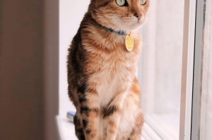 [推荐]“拱趴大菠萝有没有挂”原来可以开挂