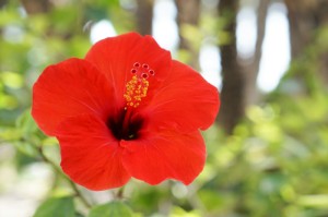 ［最新分享］“新道游炸/金/花到底有挂吗”［其实是有挂］